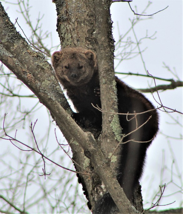 a fisher in a tree