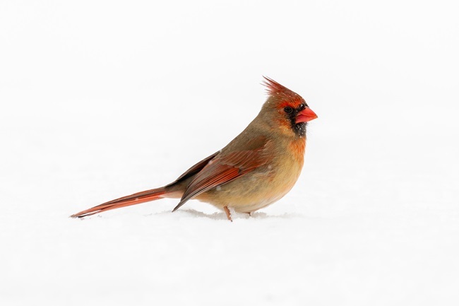 Female Northern cardinal in the snow by John Mack