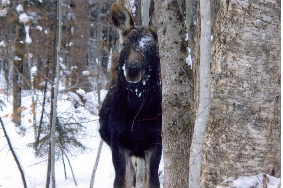 Moose looking from behind tree facing camera, snowy