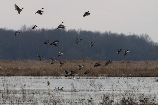 Flock of waterfowl flying above a body of water