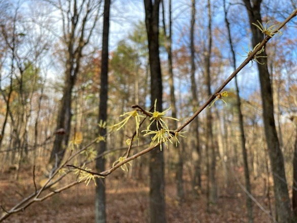 American witch-hazel flowers blooming in fall
