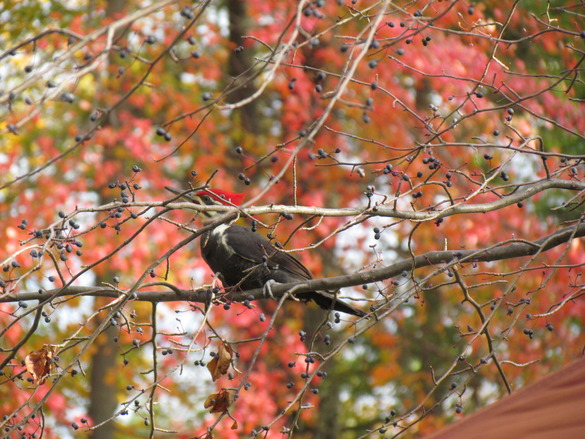 A Pileated Woodpecker on a tree branch