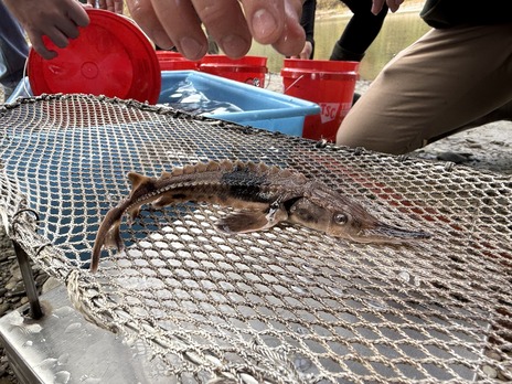 juvenile lake sturgeon sitting on top of a net to be processed before entering into water