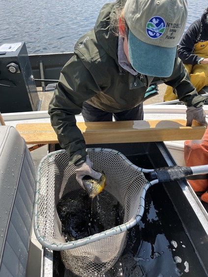 DEC staff pulling out a bluegill from a net to measure and process before being released back into water