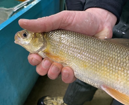 hand holding a round whitefish