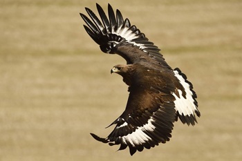 Golden eagle 