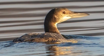 Common loon 