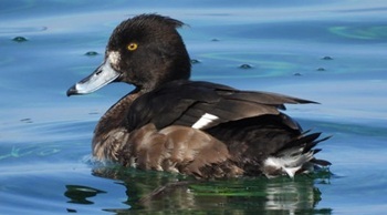 Tufted duck