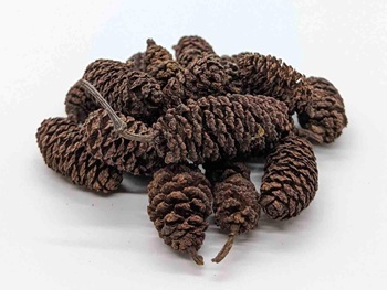 Birch cones