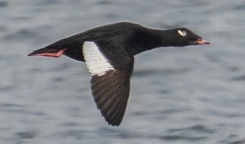 White-winged scoter