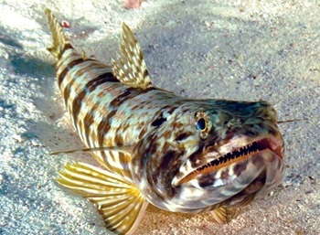 Inshore lizardfish