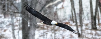Bald eagle
