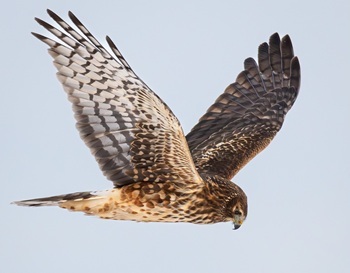 Northern harrier