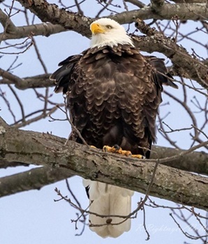 Bald eagle