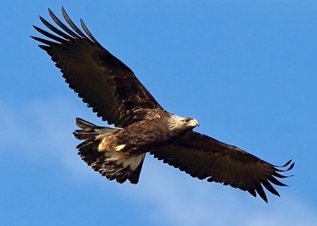 Golden eagle