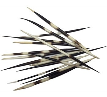 Porcupine quills