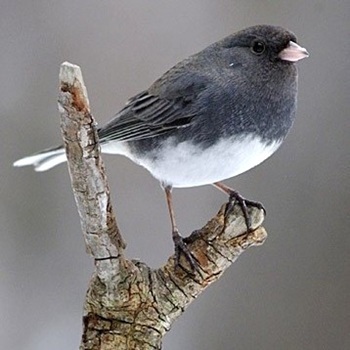 Dark-eyed junco