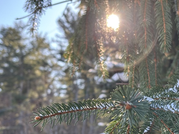 Evergreen trees with snow on the branches.
