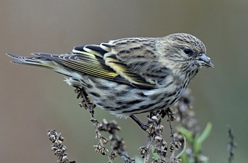 Pine siskin