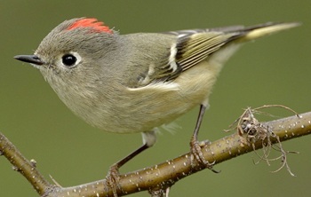 Ruby-crowned kinglet