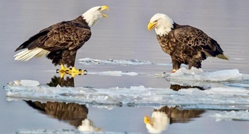 Bald eagles on ice