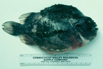 Lumpfish