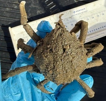 Spider crab