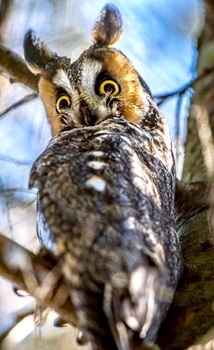 Long-eared owl