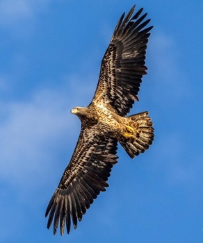 Bald eagle
