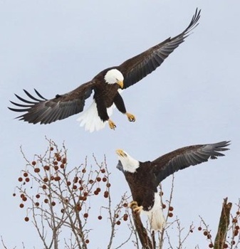 Bald eagles