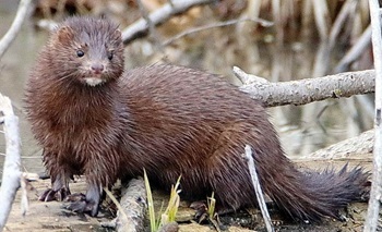 Mink