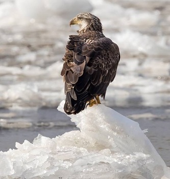 Bald eagle