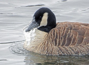Canada goose