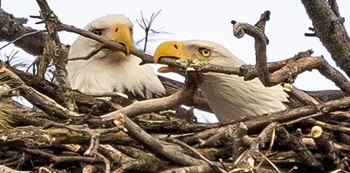 Bald eagle
