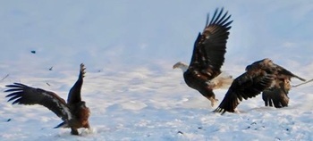 Photo of bald eagles