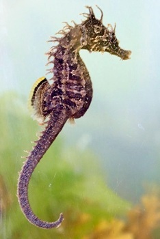 Lined seahorse