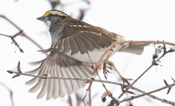 White-throated sparrow