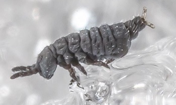 Snowflea