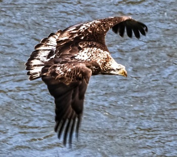 Bald eagle