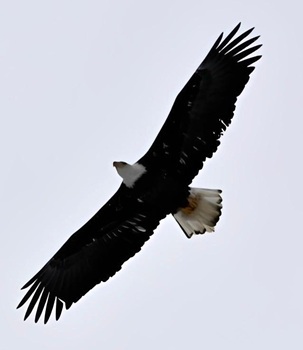Bald eagle