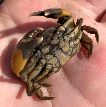 Black-fingered mud crab