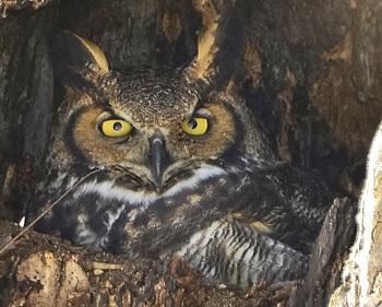 Great-horned owl
