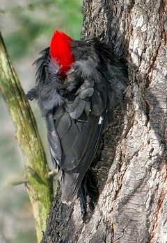 Pileated woodpecker