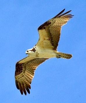 Osprey