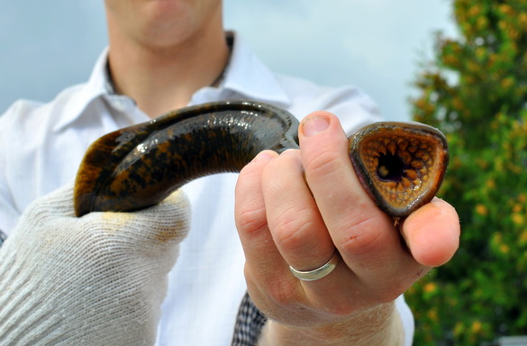 Person holding a sea lamprey showing the tooth filled mouth