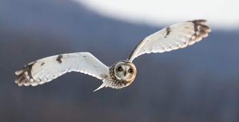 Short-eared owl