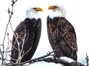 Bald eagles