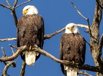 Bald eagles