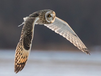Short-eared owl