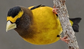 Evening grosbeak